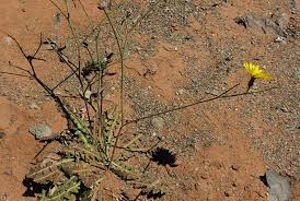 Image result for Launaea