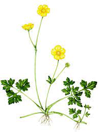 Creeping Buttercup Ranunculus Repens Natural History Illustration By Lizzie Harper Botanical Illustration Botanical Flowers Buttercup Flower