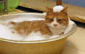 Cats are often skittish when it comes to human touch. Should You Bathe Your Cat Cats Exclusive