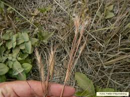 Image result for Andropogon fastigiatus