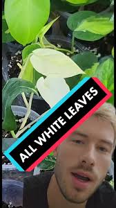 Propagating Rocco Elliot