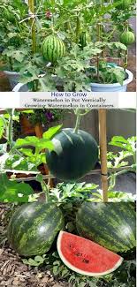 Tips For Growing Watermelons In Containers Watermelons Tips Growing Watermelons Containers W How To Grow Watermelon Fruit Trees In Containers Fruit Garden