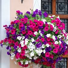 Tanaman hias gantung huperzia/kumpai cucuk Harga Bibit Gantung Terbaik Taman Perlengkapan Rumah Juli 2021 Shopee Indonesia