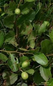 Image result for Acacia schweinfurthii