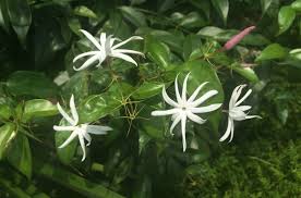 Image result for Jasminum schimperi