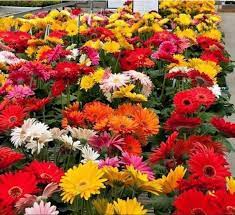Gerbera Flower Flower Seeds Gerbera Flower Gerbera Daisy