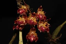 Image result for Bulbophyllum vulcanicum