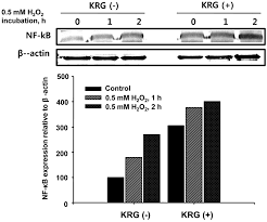 환 (korean hangul) , 煥, etc. Effect Of Korean Red Ginseng Krg Pre Treatment On Nf Kb Protein Download Scientific Diagram