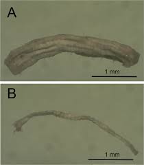 A Fast Reliable And Sample Sparing Method To Identify Fibre Types Of Single Muscle Fibres Scientific Reports