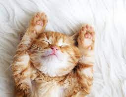 Unii bătrâni dorm mult înainte de a muri. Stiai Motivul Pentru Care Pisicile Dorm Atat De Mult