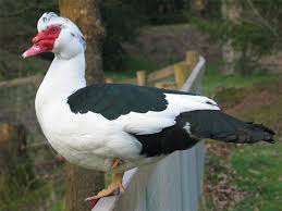 And it only gets weirder. Muscovy Duck Wikipedia