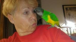 Can I freeze a quail without butchering it first?