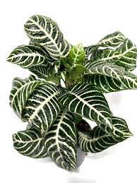 Image result for Blumea squarrosa