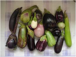 Image result for Solanum campylacanthum 'panduriforme type'