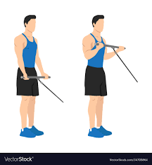 Man Doing Standing Bicep Cable Curls Exercise Vector Image