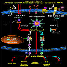 Canonical Nlrp3 Inflammasome Links Systemic Low-Grade Inflammation to  Functional Decline in Aging