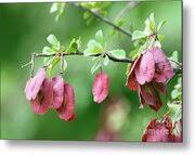 Image result for Combretum sp. A