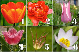 Small to medium tree that produces blackberry like fruit. Flower Of The Month Tulips