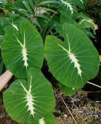 Planting your elephant ear 1 plant in the spring when nighttime temperatures are above 50 °f (10 °c). Plant Database Entry For Elephant Ear Colocasia Esculenta Nancy S Revenge With 7 Images One Comment And 39 D Colocasia Elephant Ears Garden Elephant Ears