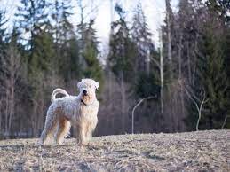 Why Do Dogs Eat Pine Needles And How To Stop Them Dog Discoveries
