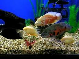 Oscar fish belongs to cichlid family and are known by scientific name astronotus ocellatus. My 300 Gallon Fish Tank Oscars And More Part 3 Fish Oscar Fish Tiger Oscar Fish