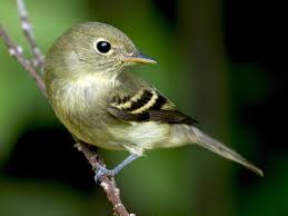 Black Bird With Yellow Beak And White Belly Yellow Bellied Flycatcher Ebird In 2020 Flycatcher Bird Species Species
