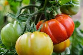 Find Out How To Grow Tomatoes In A Growing Bag Inside Or Out With The Help Of This Step By Step Growing Organic Tomatoes Growing Tomato Plants Tomato Garden
