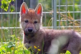 8 critically endangered red wolf puppies born at tacoma's point defiance zoo. What Wolf Pups That Play Fetch Reveal About Your Dog The New York Times