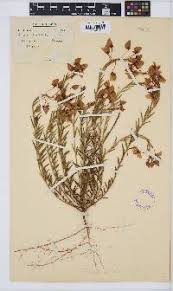 Image result for Polygala gazensis