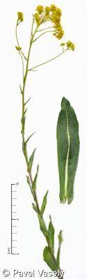 Brit care puppy lamb & rice. Isatis Tinctoria Boryt Barvirsky Pladias Database Of The Czech Flora And Vegetation