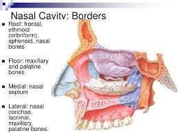 The nasal septum divides the cavity into two cavities, also known as fossae. Ppt Nasal Cavity And Pterygopalatine Fossa Powerpoint Presentation Free Download Id 3909294