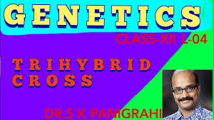 Available for pc, ios and android. Trihybrid Cross Example Problems