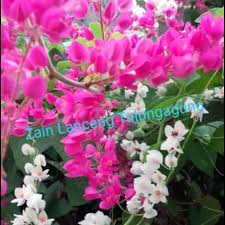 Bunga_air_mata_pengantin, jombang, jawa timur, indonesia. Jual Bibit Bunga Air Mata Pengantin Kab Tulungagung Zain Lanceng Tokopedia