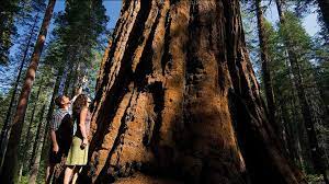 Maybe you would like to learn more about one of these? Calaveras Big Trees State Park Where The Giant Sequoias Were Discovered