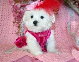 Below you will find illinois teacup breeders, illinois. Teacup Maltese Puppy For Sale In Chicago Illinois Teacup Puppies Maltese Maltese Puppy Maltese Puppies For Sale