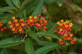 These silky red tropical have red buds that open into striking flowers that are both yellow and orange making tropical milkweed has 3 color identifier names. Asclepias Curassavica Wikipedia