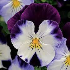 Cool Wave Violet Wing Pansy Seeds Pansies Flowers Pansies Winter Pansies