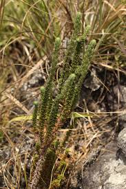 Image result for Anthospermum whyteanum