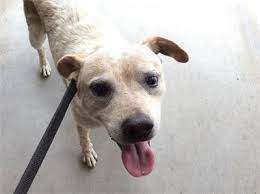 This Adorable Dog Is Available At Inland Valley Humane Society Kennel 33 Control I296611 Located At 500 Humane Wa California Dog Losing A Dog Cattle Dog