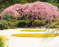 Weeping Cherry Tree Shidare Zakura With Pink Spring Blossoms In Flat Garden Hira Niwa Looking Weeping Cherry Tree Portland Japanese Garden Japanese Garden