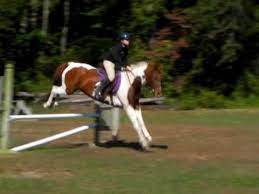 Paint Horse Jumping Youtube