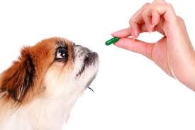 We did not find results for: Can I Give My Dog Human Vitamins Ultimate Pet Nutrition