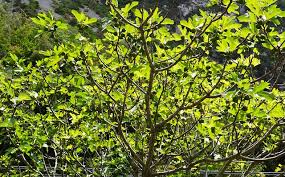 Check spelling or type a new query. Smart Strategies For Fruit Trees With Invasive Roots Garden Of Luma