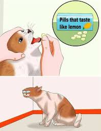 Pills That Taste Like Lemon Pills That Make You Stare Know Your Meme The only thing u have to post is: pills that taste like lemon pills