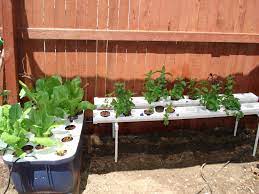 Herbs In Nutrient Film Technique Nft Lettuce In Home Built Aeroponic Outdoor Hydroponic System Outdoor Gardens Landscaping Home Hydroponics Hydroponics