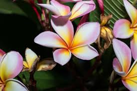 Plumeria rubra is a deciduous plant species belonging to the genus plumeria. Plumeria Flower Meaning Flower Meaning