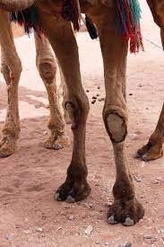 The camel was looking at his own reflection in the pool. Knees Like A Camel Realerincress