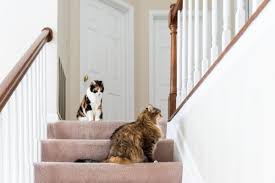 They might take no time or they may take 2 3 days or even more accept the fact that the other one is here. How Long Does It Take For Two Cats To Get Along Cat Introduction