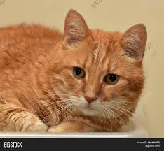 Where can i find a european shorthair cat? European Shorthair Cat Image Photo Free Trial Bigstock