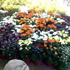 Check spelling or type a new query. Gambar Bunga Krisan Harian Nusantara